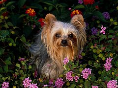 Mini Yorkshire Terrier